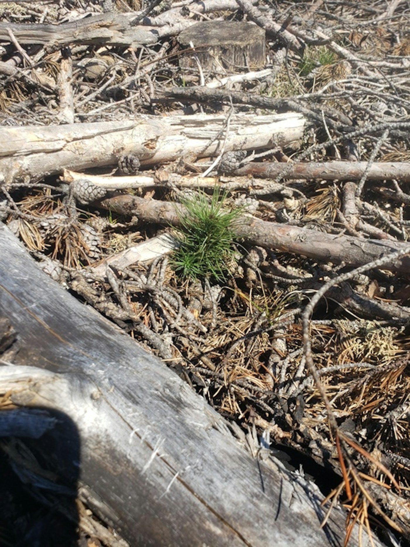 Reforestation work in a Michigan state forest
