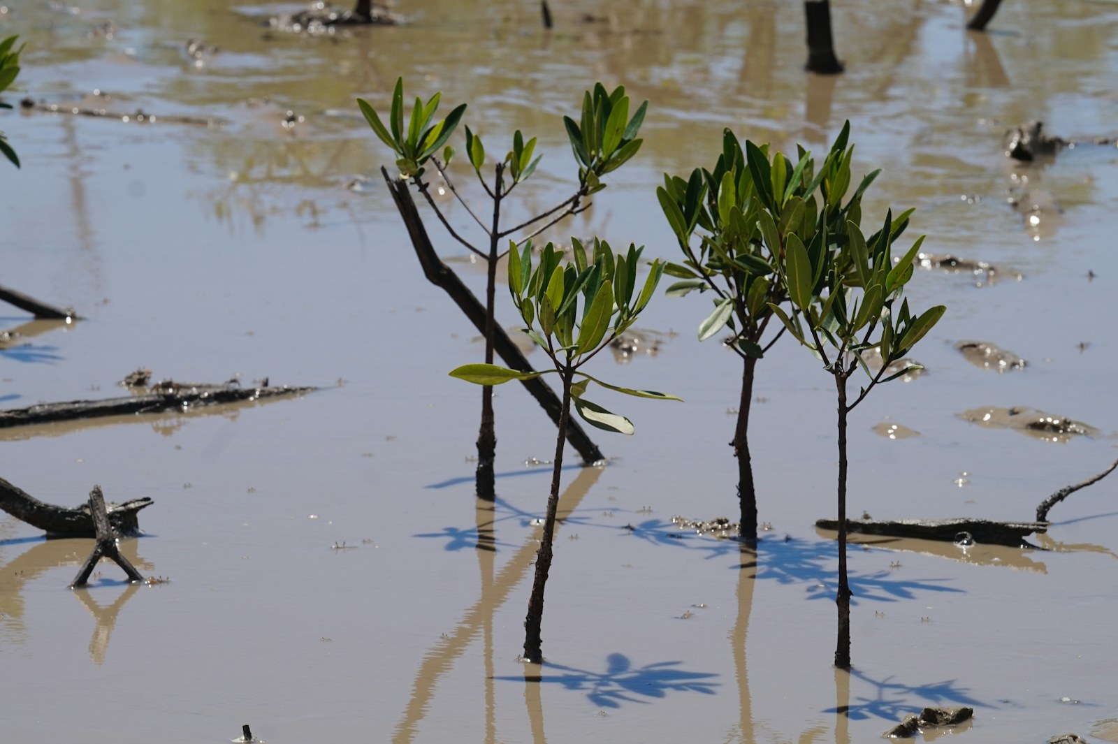 Mangrove conservation site in coastal Brazil with young trees growing in shallow water