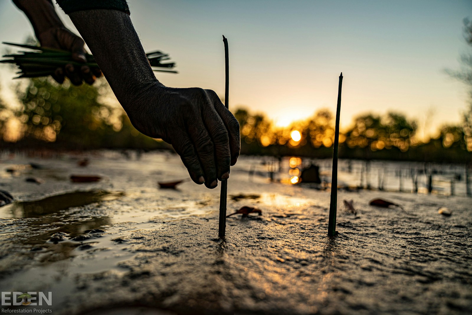 Hands planting young trees during a community reforestation project