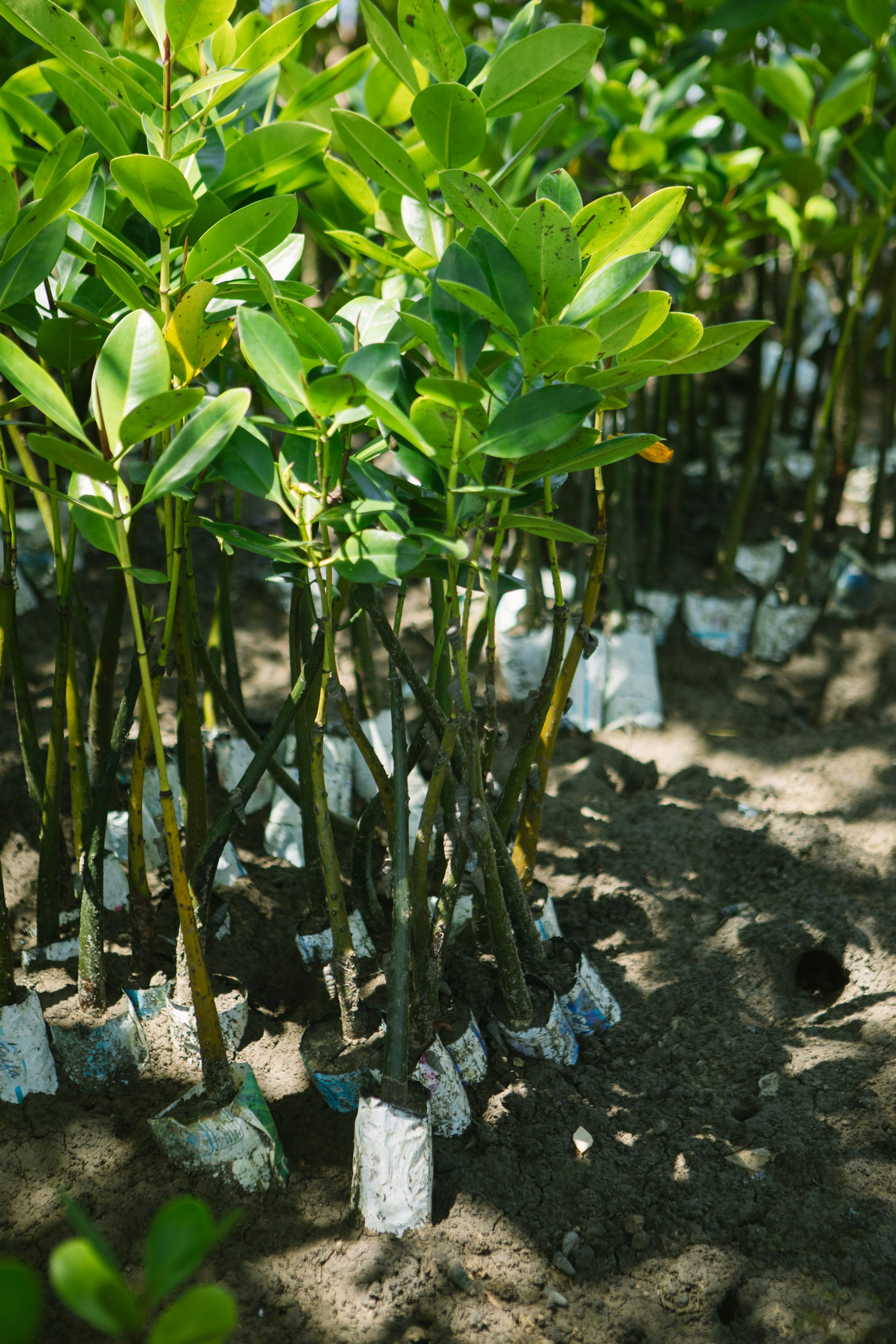 Mangrove seedlings growing at a coastal restoration site